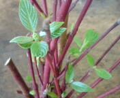 20100324095000.jpg