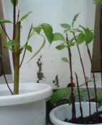 20100518142758.jpg