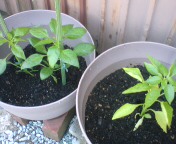 20100530135522.jpg
