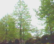木