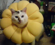 猫.jpg