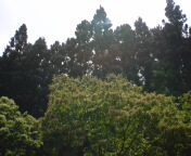 森