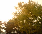 20101108155944.jpg