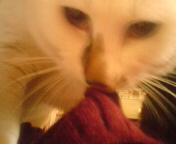 20110108104238.jpg