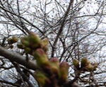 2011年4月8日(金)【お薬師さん手づくり市】行ってきました。