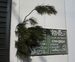 ２０１２年もよろしくお願いします。